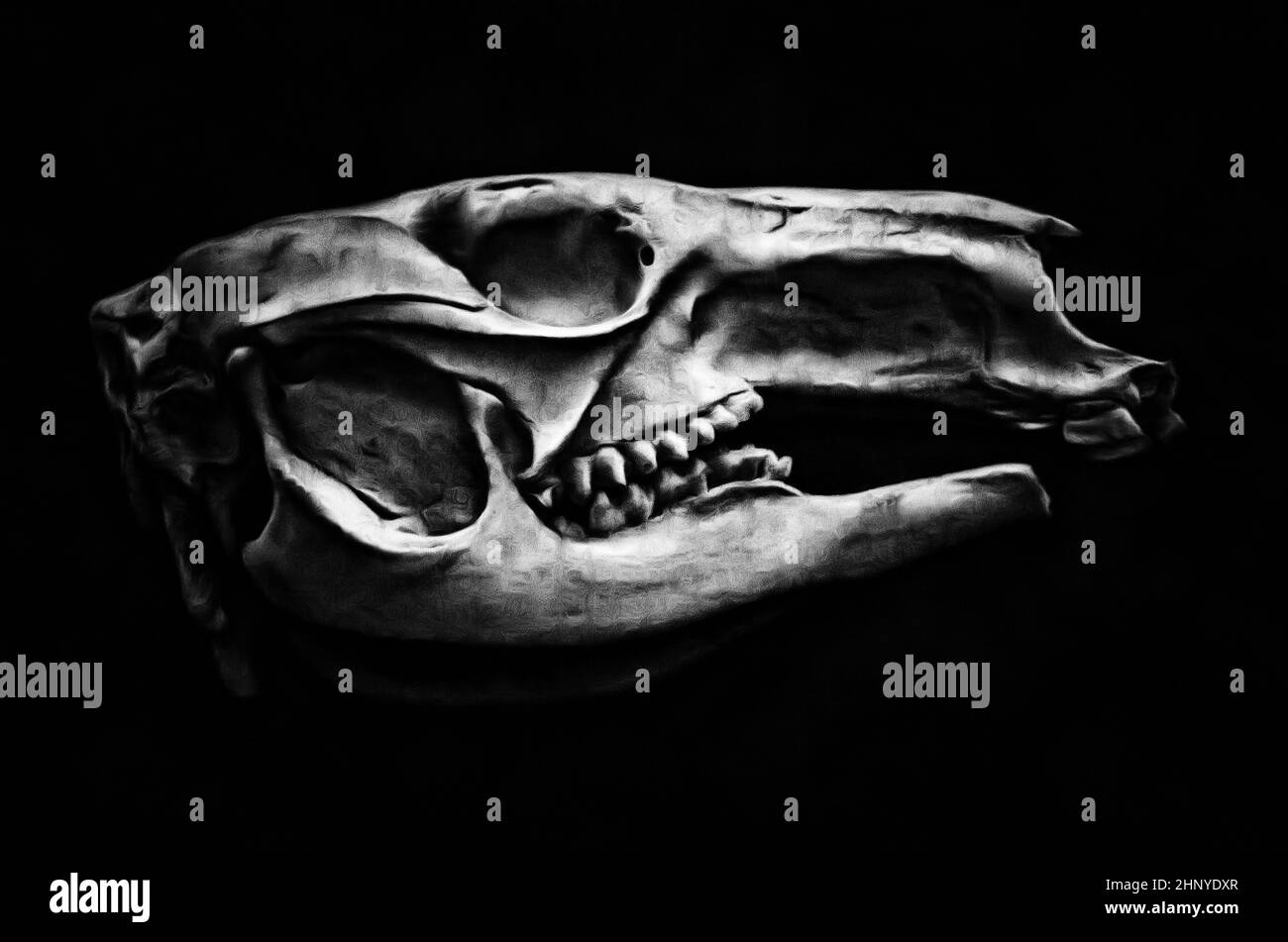 Cranio canguro rosso, Macropus o rosso (lat. Macropus rufus), i marsupiali, pittura Foto Stock