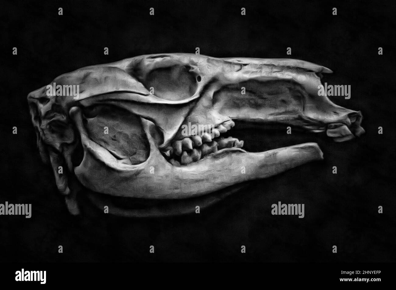 Cranio canguro rosso, Macropus o rosso (lat. Macropus rufus), i marsupiali, pittura Foto Stock