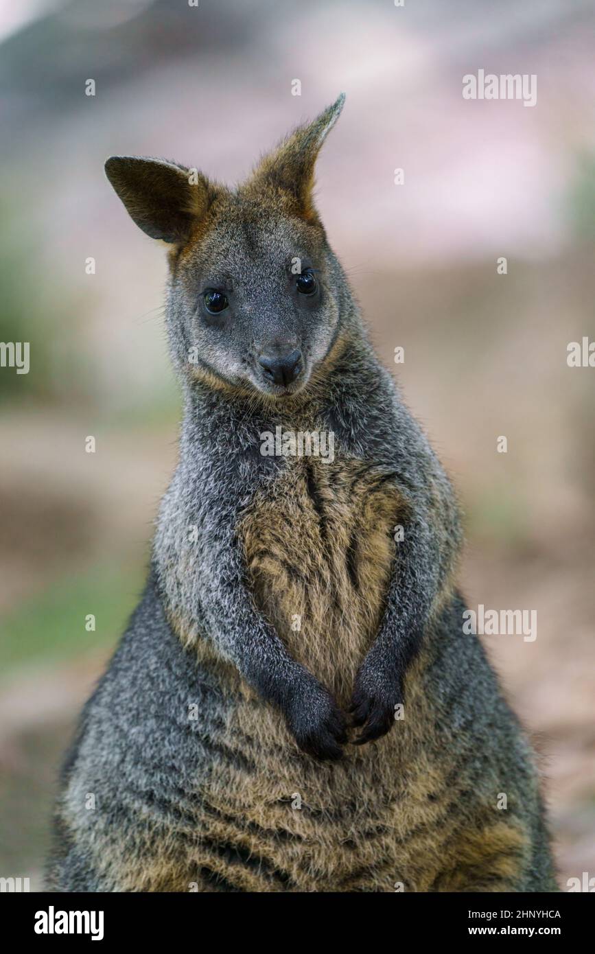 Swamp Wallaby, Wallabia bicolore. Noto come il wallaby nero Foto Stock