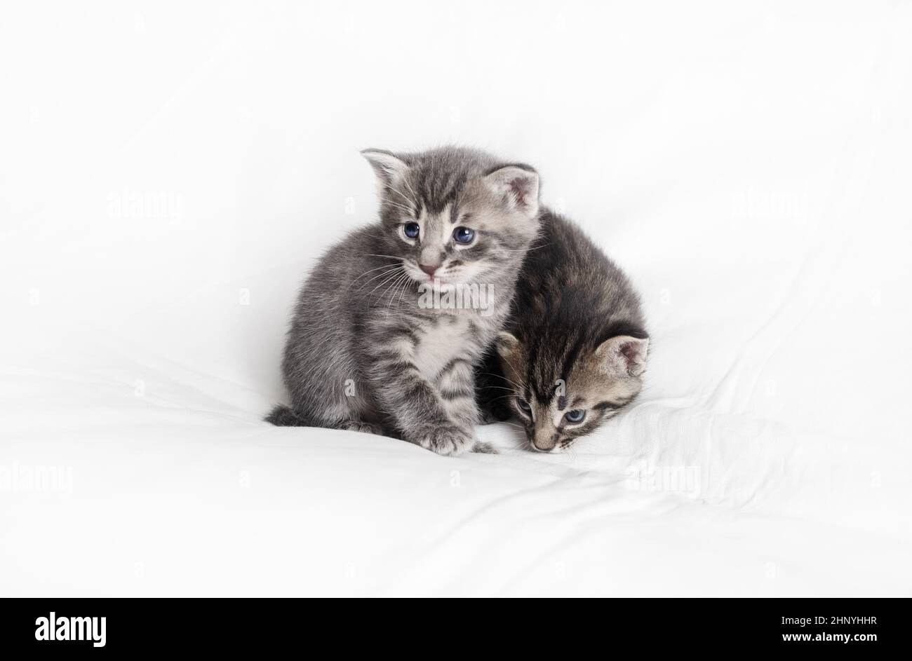 Gattini piccoli immagini e fotografie stock ad alta risoluzione - Alamy