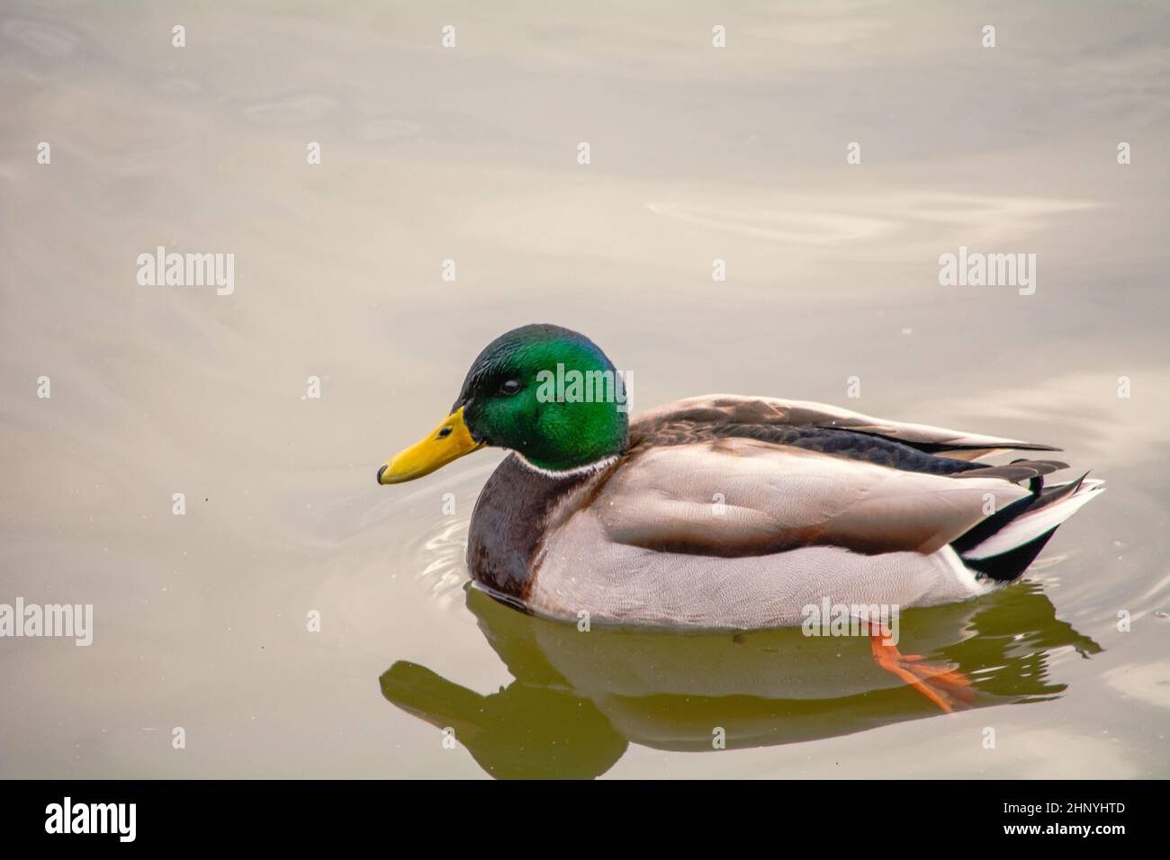 Mallard, Mallard, Mallard anatra - una specie di grande uccello d'acqua dal fami di anatra Foto Stock