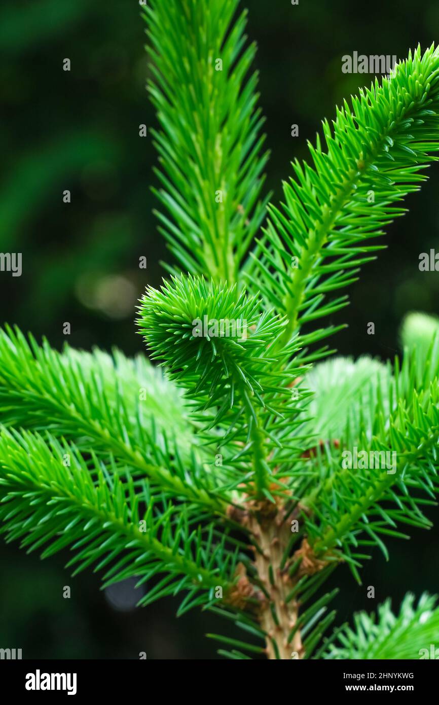 Primo piano di aghi giovani su un albero sempreverde di conifere. Fuoco selettivo in primo piano su un ramo di abete rosso con aghi giovani. Foto Stock