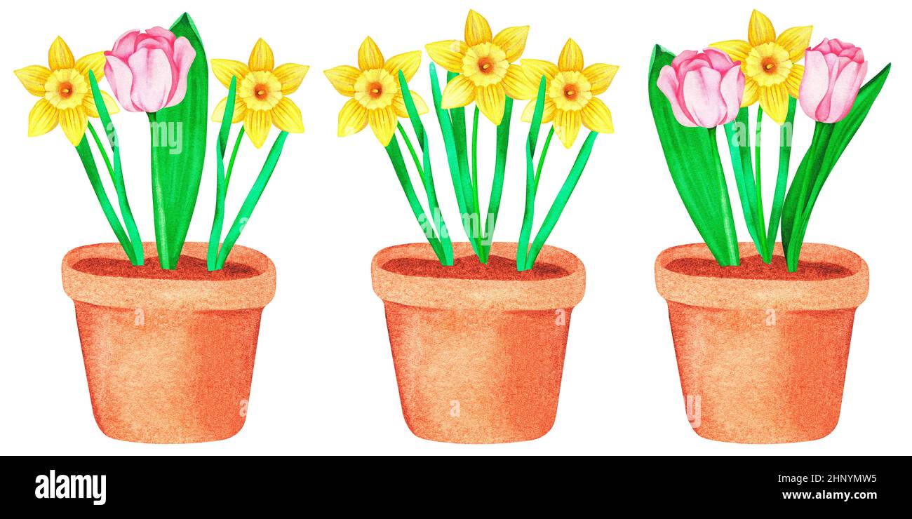 Narcisi e tulipani in una pentola. Acquerello vintage illustrazione. Isolato su sfondo bianco. Per il tuo design. Foto Stock
