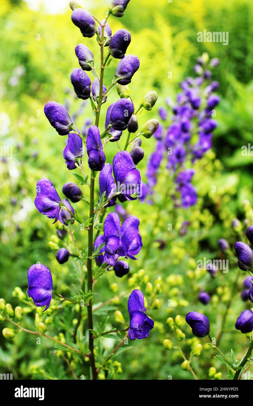 Aconite o Aconitum napellus fiorito con fiori blu in giardino Foto Stock