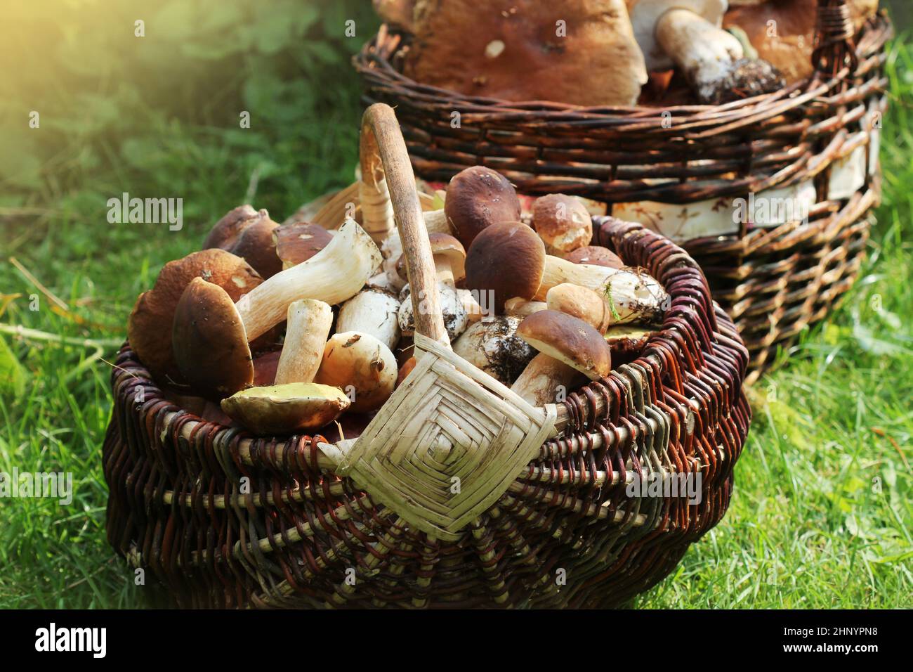 Cesto pieno di prodotti freschi i funghi porcini in foresta . Foto Stock