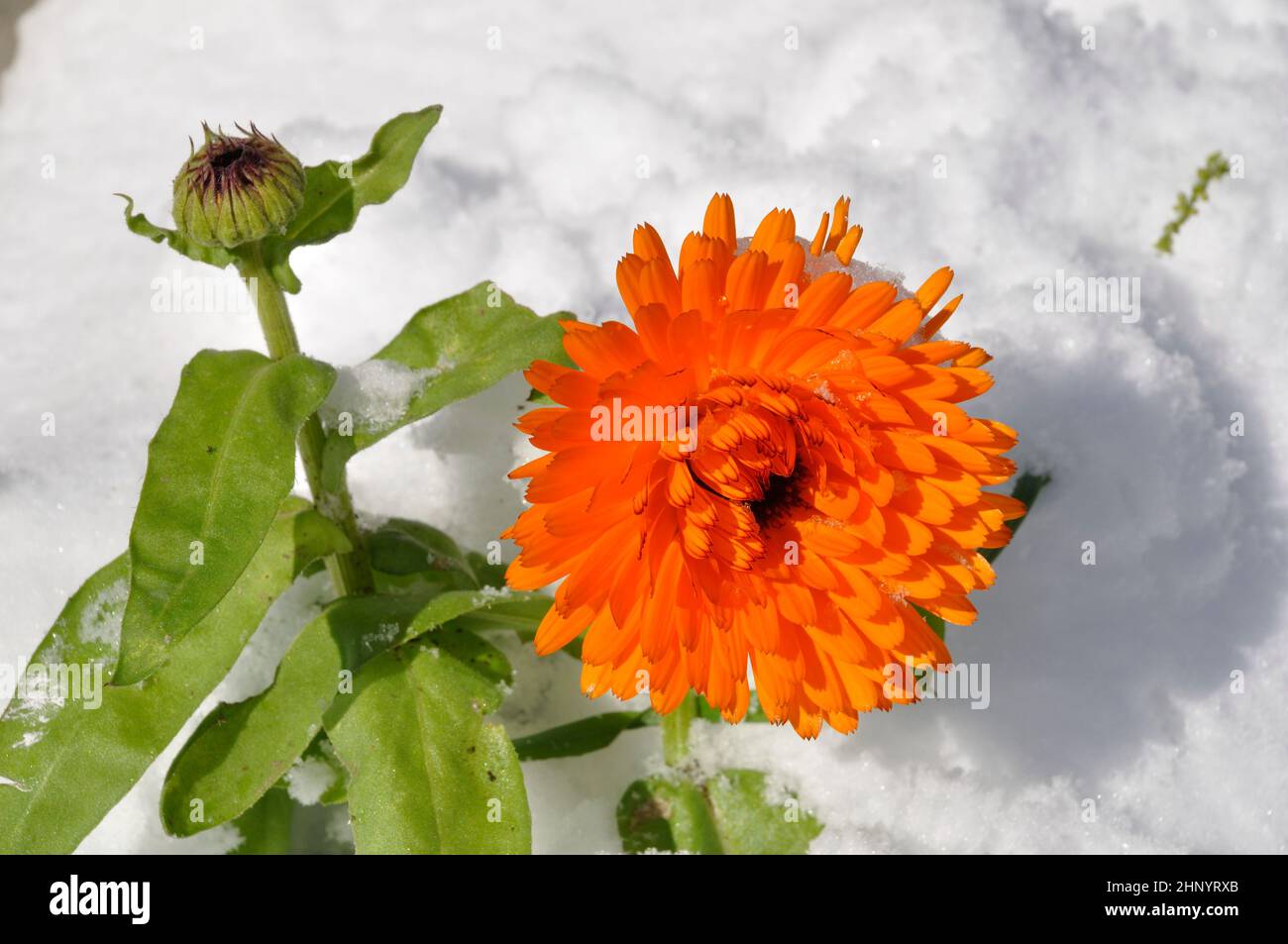 Marigold sotto la neve in Bretagna Foto Stock