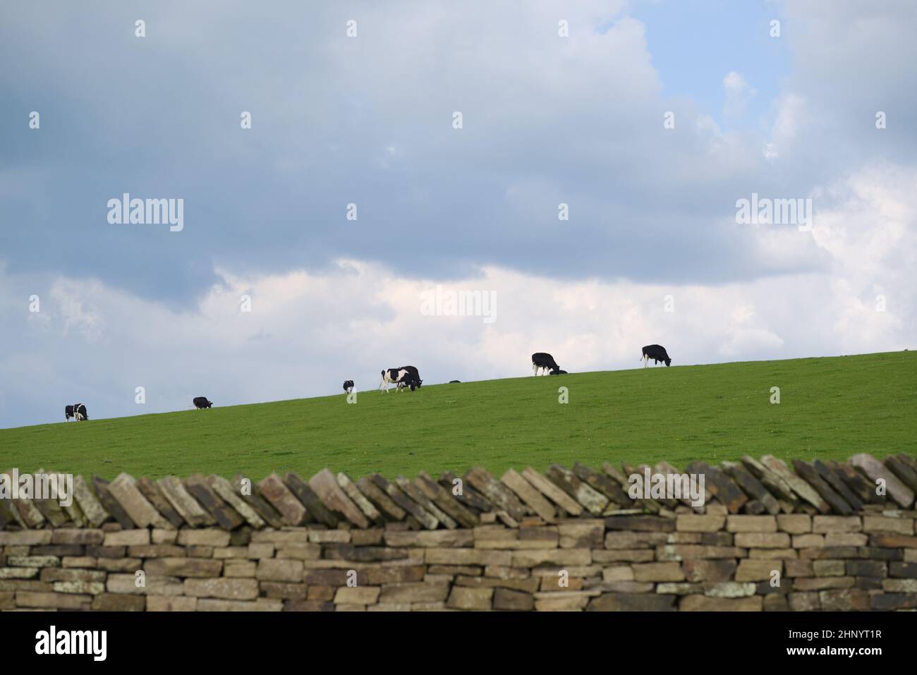 Mandria di pascolo Holstein bestiame Friesiano, mucche spesso allevate per uso caseario. Erba verde vibrante in giornata colta, muro di pietra asciutto in primo piano. Foto Stock