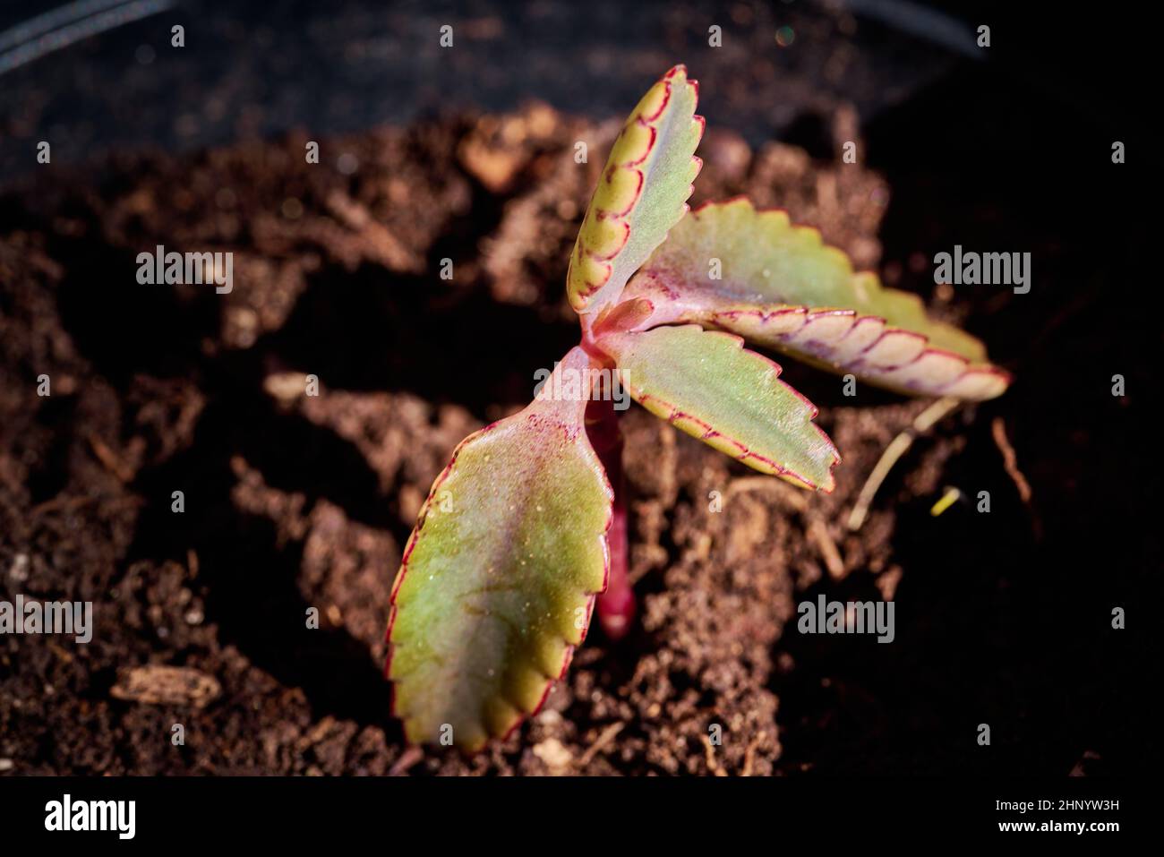 Piccola pianta succulenta recentemente germogliata con foglie verdi e toni rossastri Foto Stock