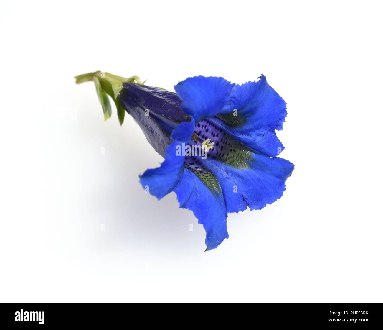 Genziana, gentile acaulis, il genziano silicato proviene dalle montagne dell'Europa centrale. È un perenne fiorito blu profondo che non dovrebbe essere m Foto Stock