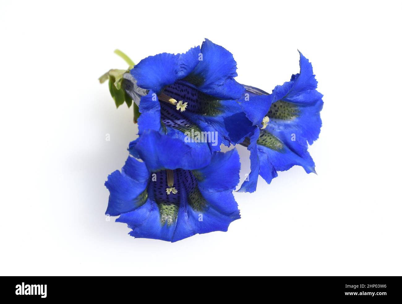 Genziana, gentile acaulis, il genziano silicato proviene dalle montagne dell'Europa centrale. È un perenne fiorito blu profondo che non dovrebbe essere m Foto Stock