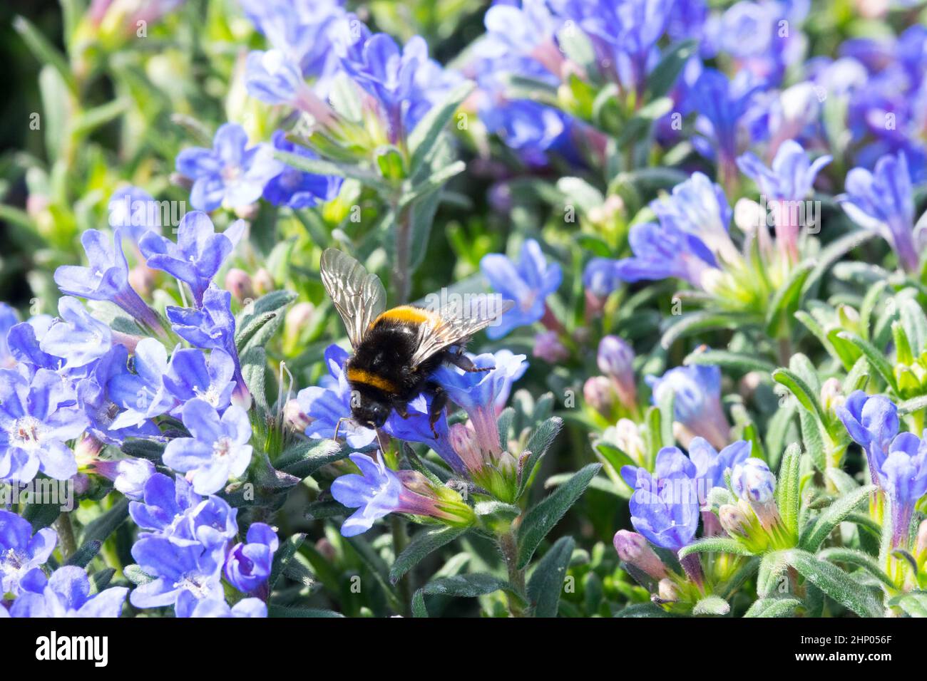 Bumblebee con coda di bufo, Bumble Bee, Bumblebee, Bumblebee di terra grande, Lithodora Heavenly Blue Foto Stock