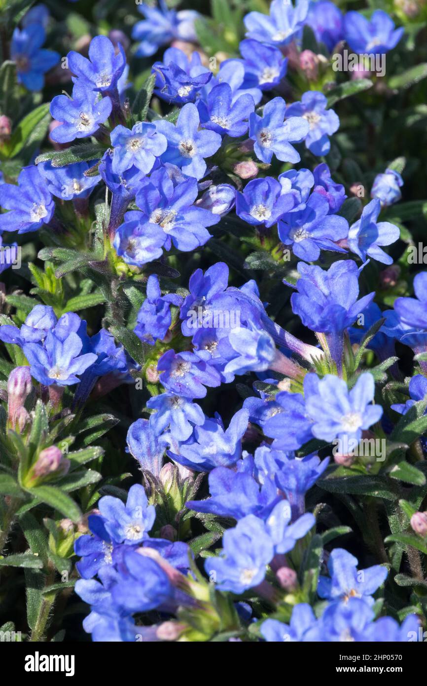 Lithodora diffusa Celeste Foto Stock
