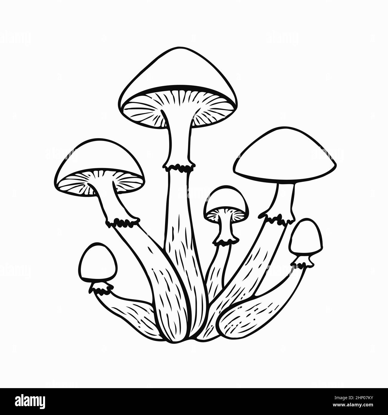 Funghi miele isolati su sfondo bianco. Illustrazione dello stock vettoriale Illustrazione Vettoriale