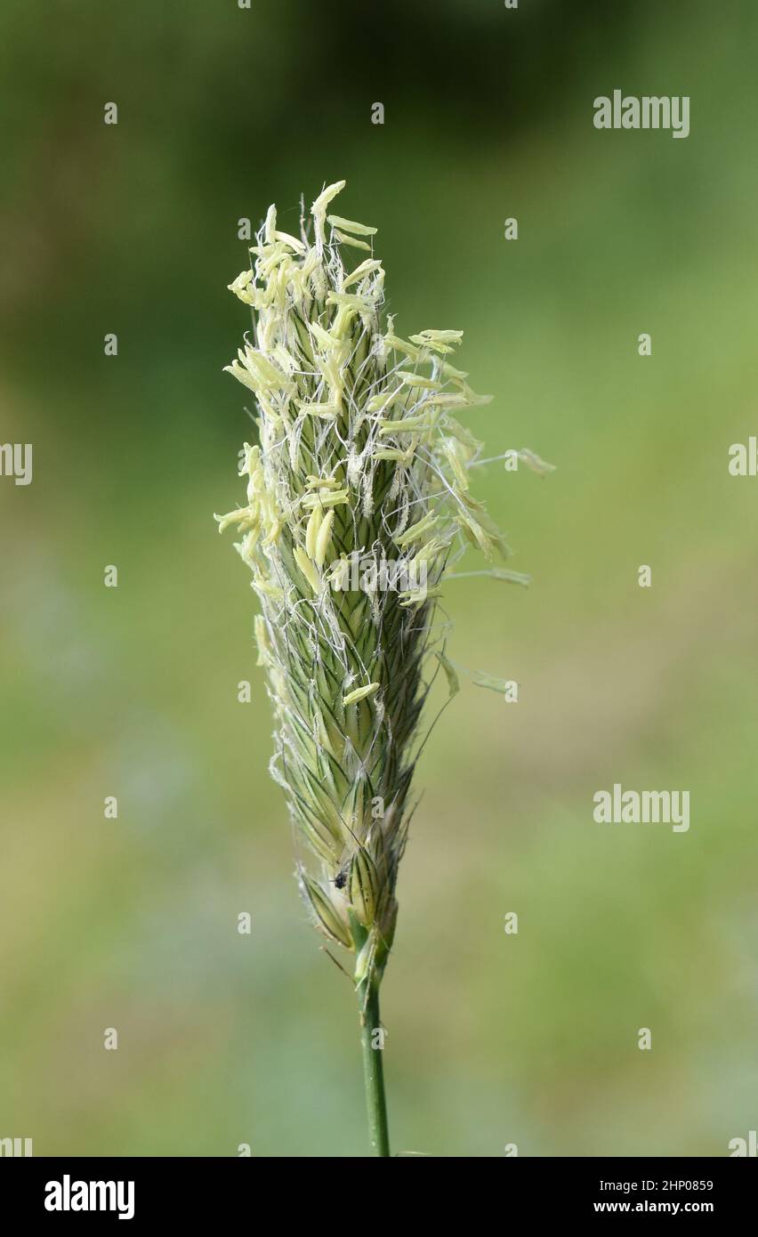Alopecurus pratensis prato foxtail erba fioritura rilascio di polline Foto Stock