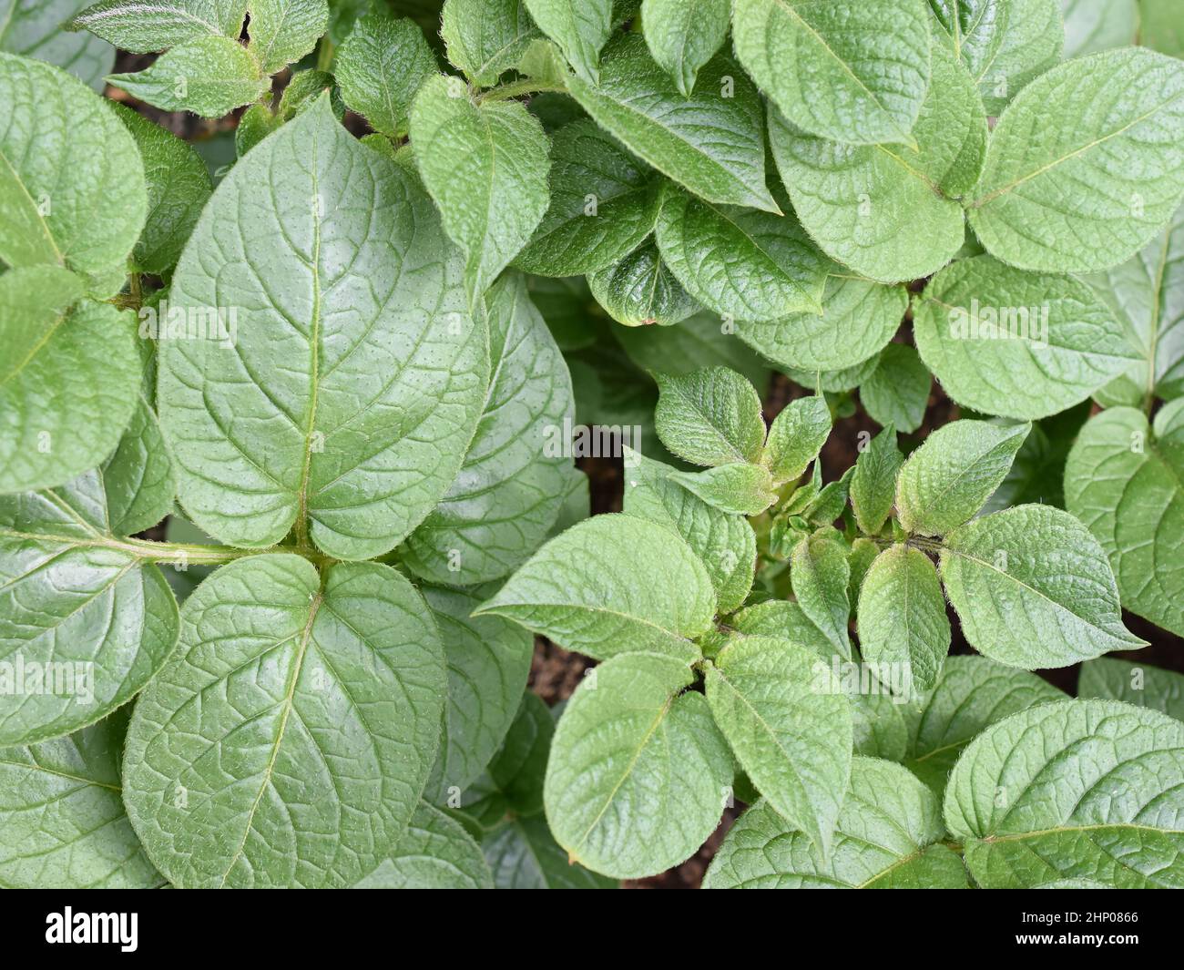 Primo piano sulle foglie verdi sulla pianta della patata Foto Stock