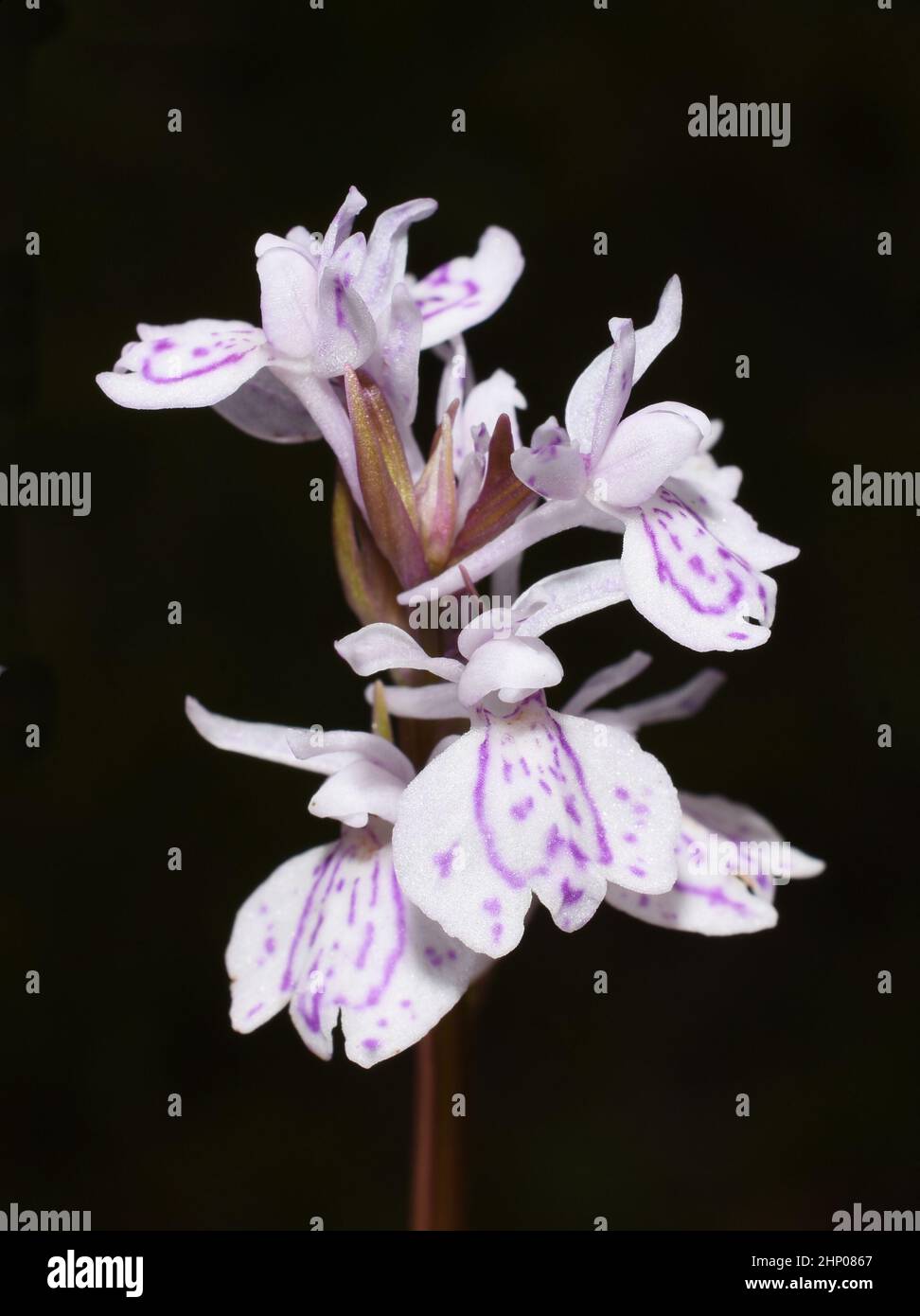 Primo piano sui fiori di brughiera macolata orchidea Dactylorhiza maculata su sfondo nero Foto Stock