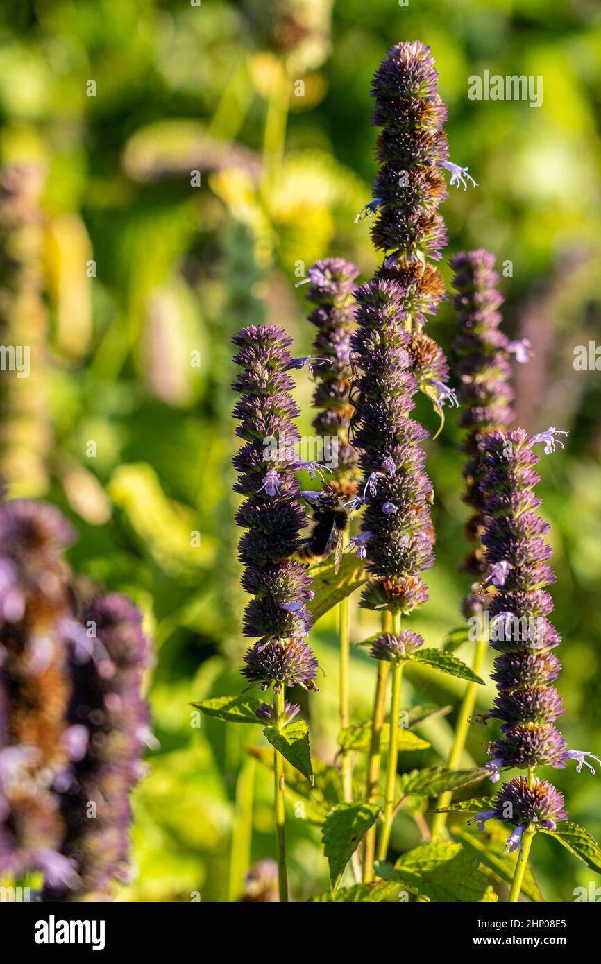 Bumblebee su un fiore viola sul campo Foto Stock