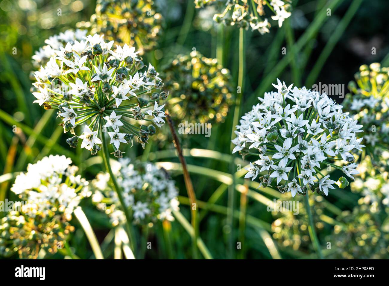 Fiore con molti fiori bianchi sul campo verde Foto Stock