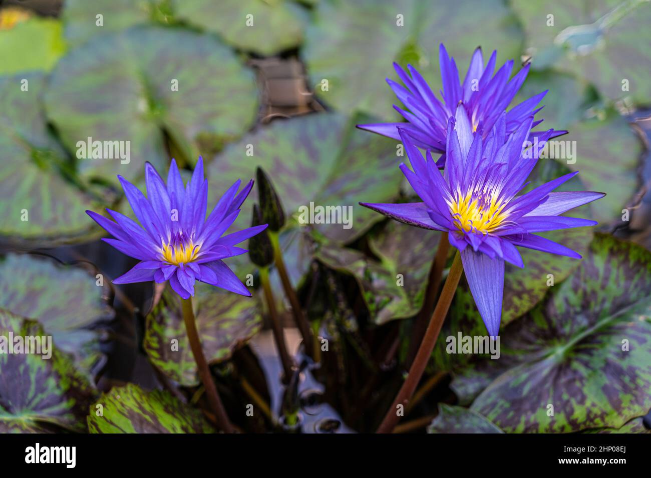 Ninfee violacee e foglie verdi sull'acqua Foto Stock