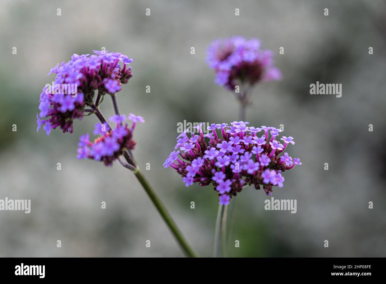 Fiore con molti fiori viola sul campo verde Foto Stock