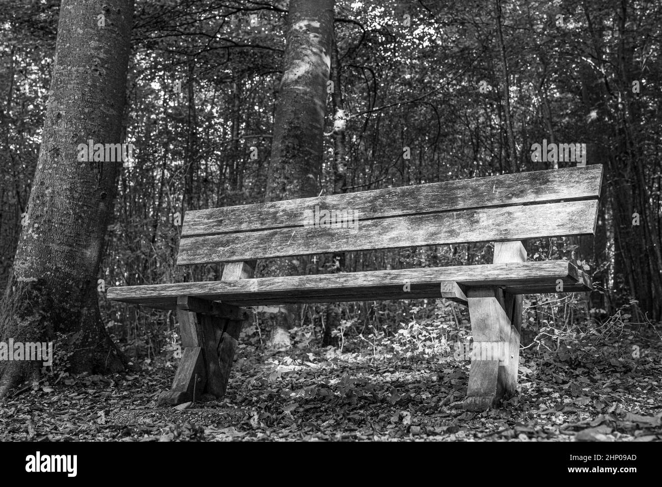Panca di legno vicino alla foresta verde e scura b/w Foto Stock