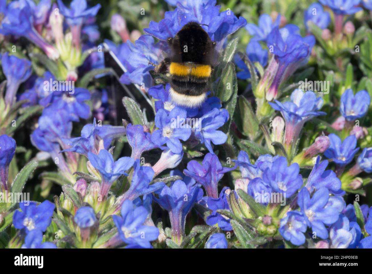 Grande terra Bumblebee, Bumblebee dalla coda di Buff, Bombus terrestris Bumblebee sui fiori Lithodora diffusa Heavenly Blue Foto Stock