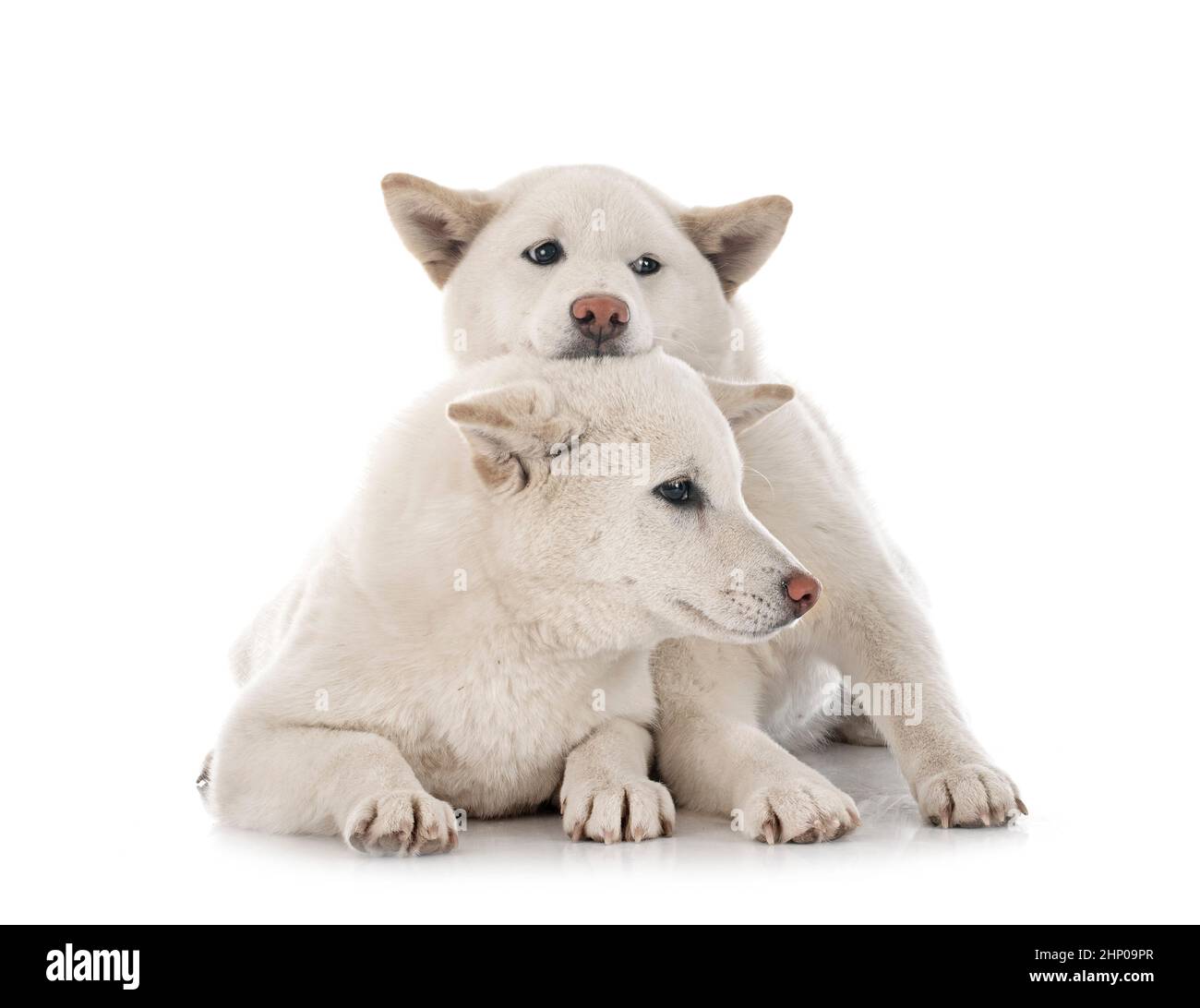 shiba inus bianco di fronte a sfondo bianco Foto Stock
