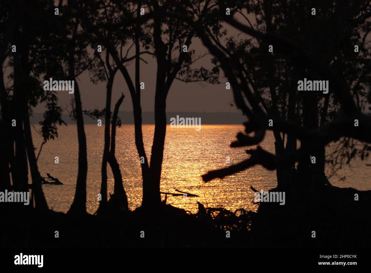 Sunderbans. Sundarbans è la più grande foresta di mangrovie naturali del mondo, situata tra Bangladesh e India. Questa foto è stata scattata da Ba Foto Stock