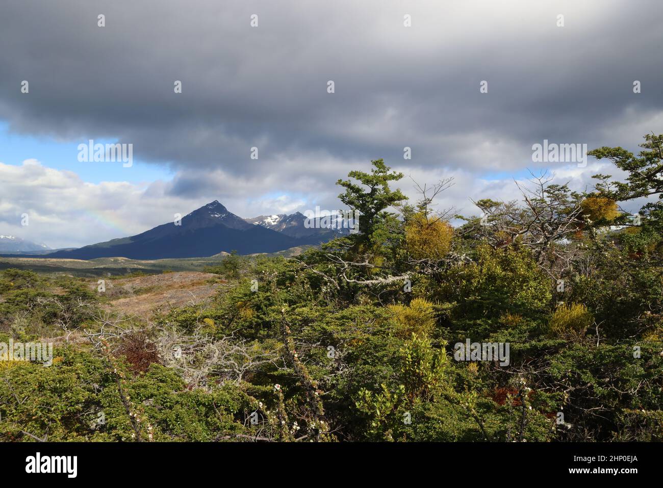 Vegetazione tipica della Patagonia, Cile Foto Stock
