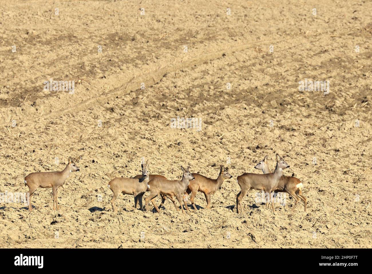 Caprioli gregge di cervo che corre nel campo Foto Stock