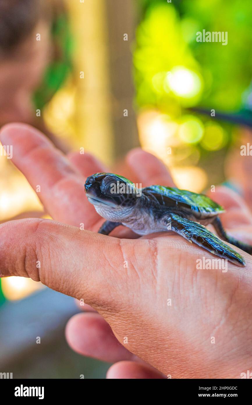 Cute bambino tartaruga nero sulle mani alla stazione di allevamento tartaruga in Bentota Sri Lanka. Foto Stock