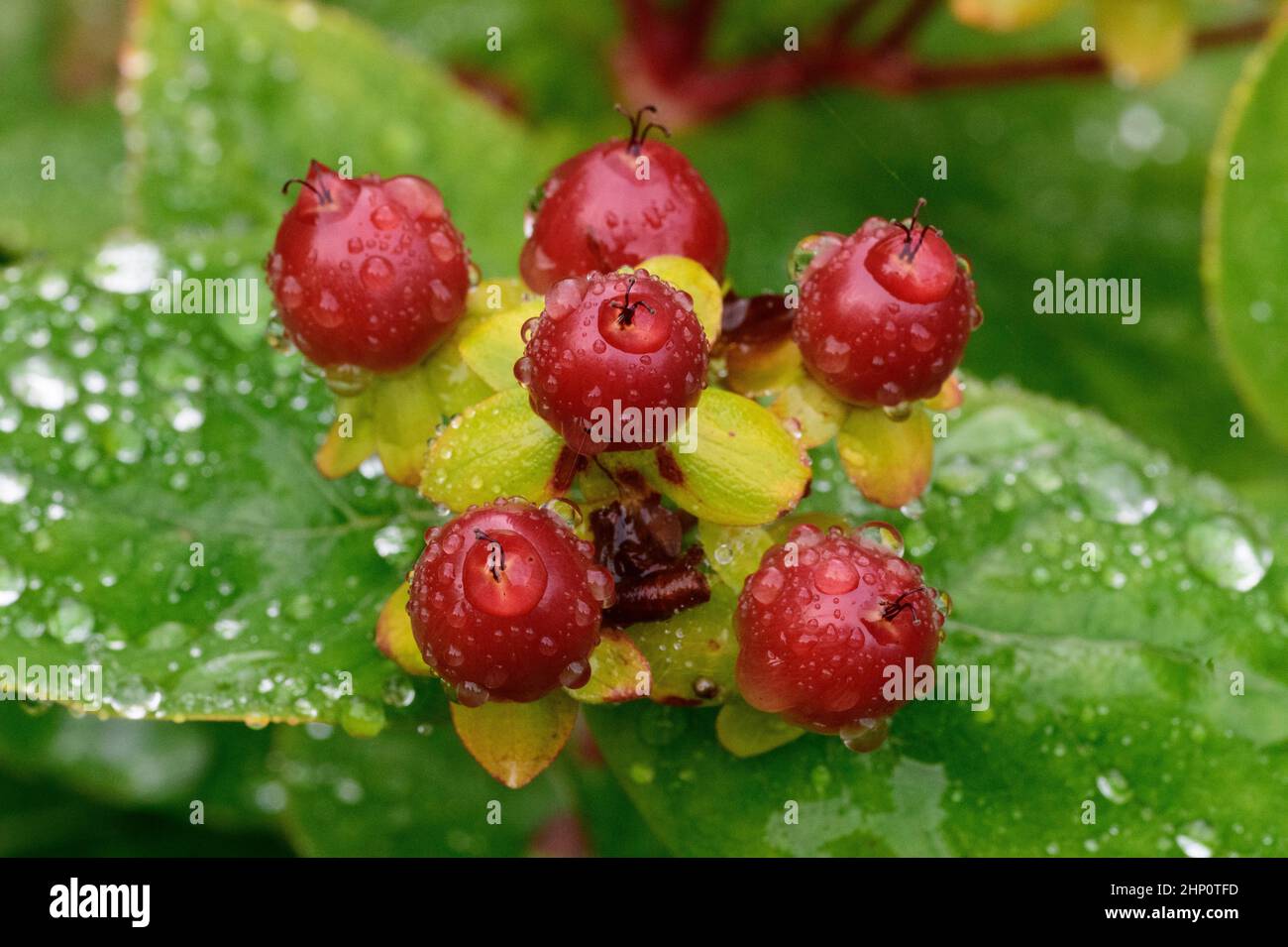 Tutsan (Hypericum androsaemum), metà frutta matura dopo la pioggia Foto Stock