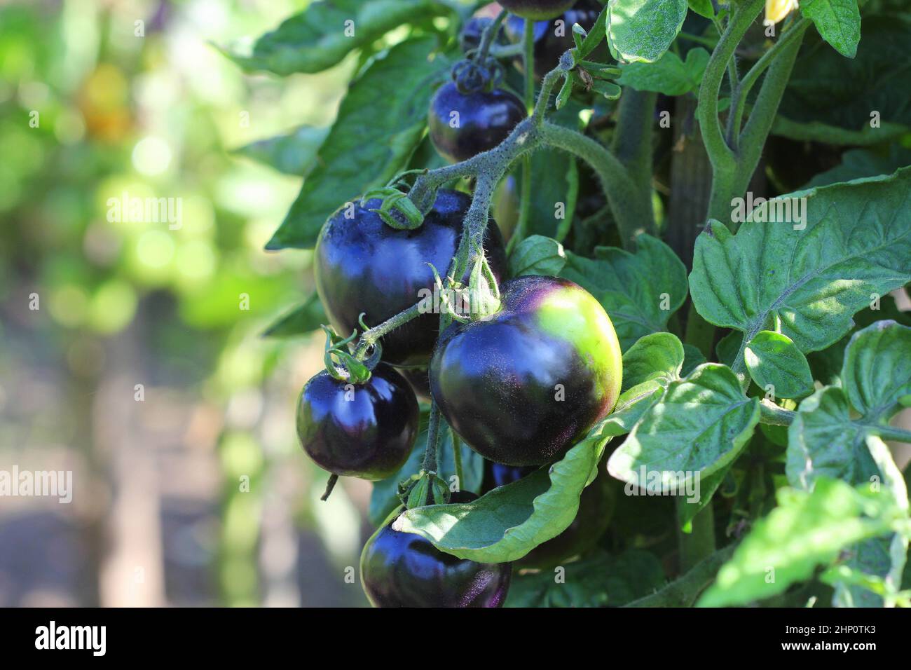 Cosa sono i pomodori blu e perché mangiarli Cosa sono i pomodori blu e perché mangiarli