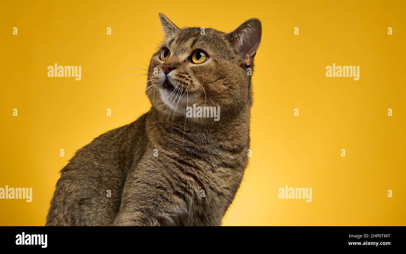 Ritratto di un gatto diritto scozzese grigio adulto su sfondo giallo Foto Stock