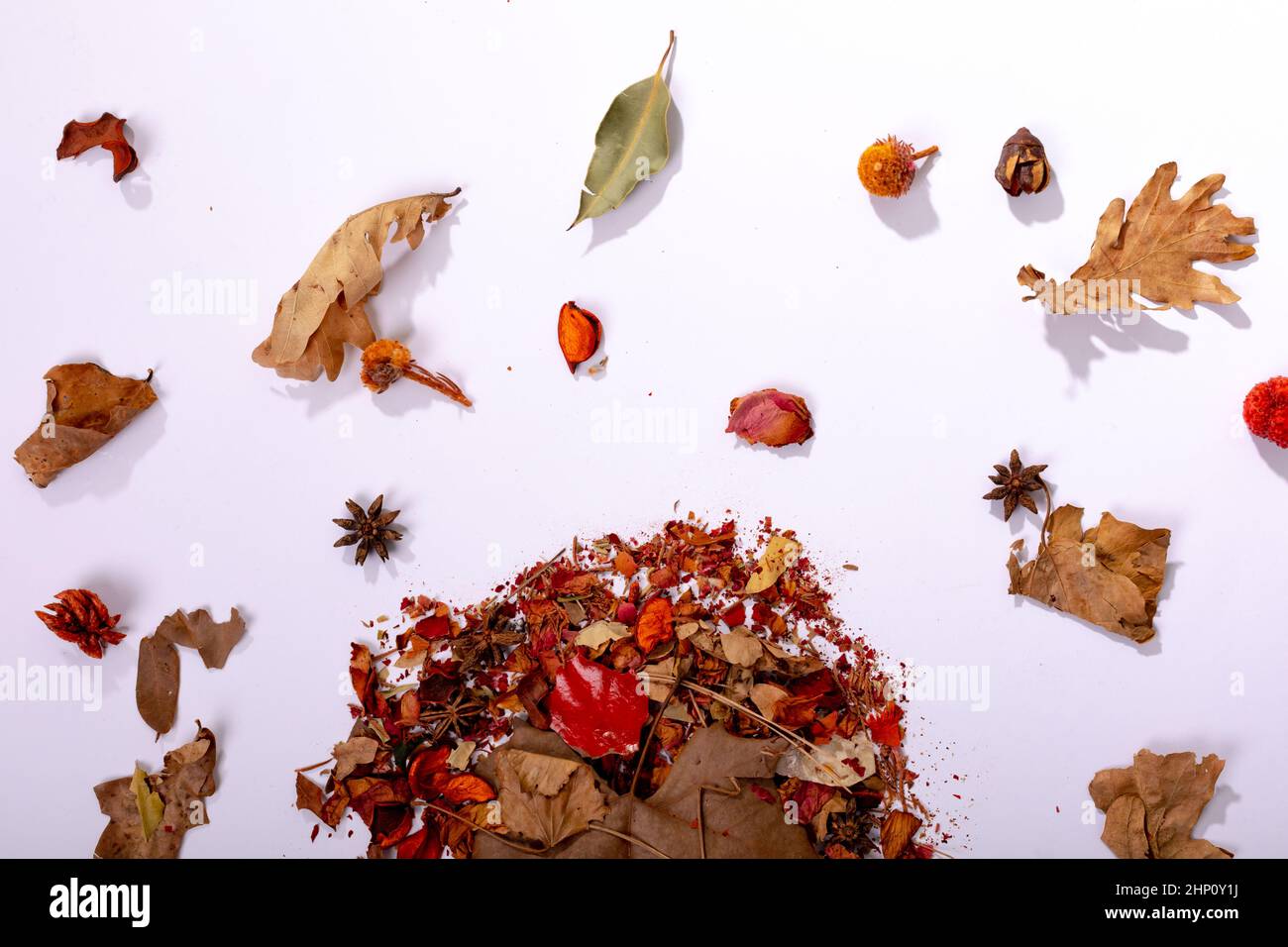 Composizione di decorazione di Halloween con foglie secche e semi su sfondo bianco Foto Stock