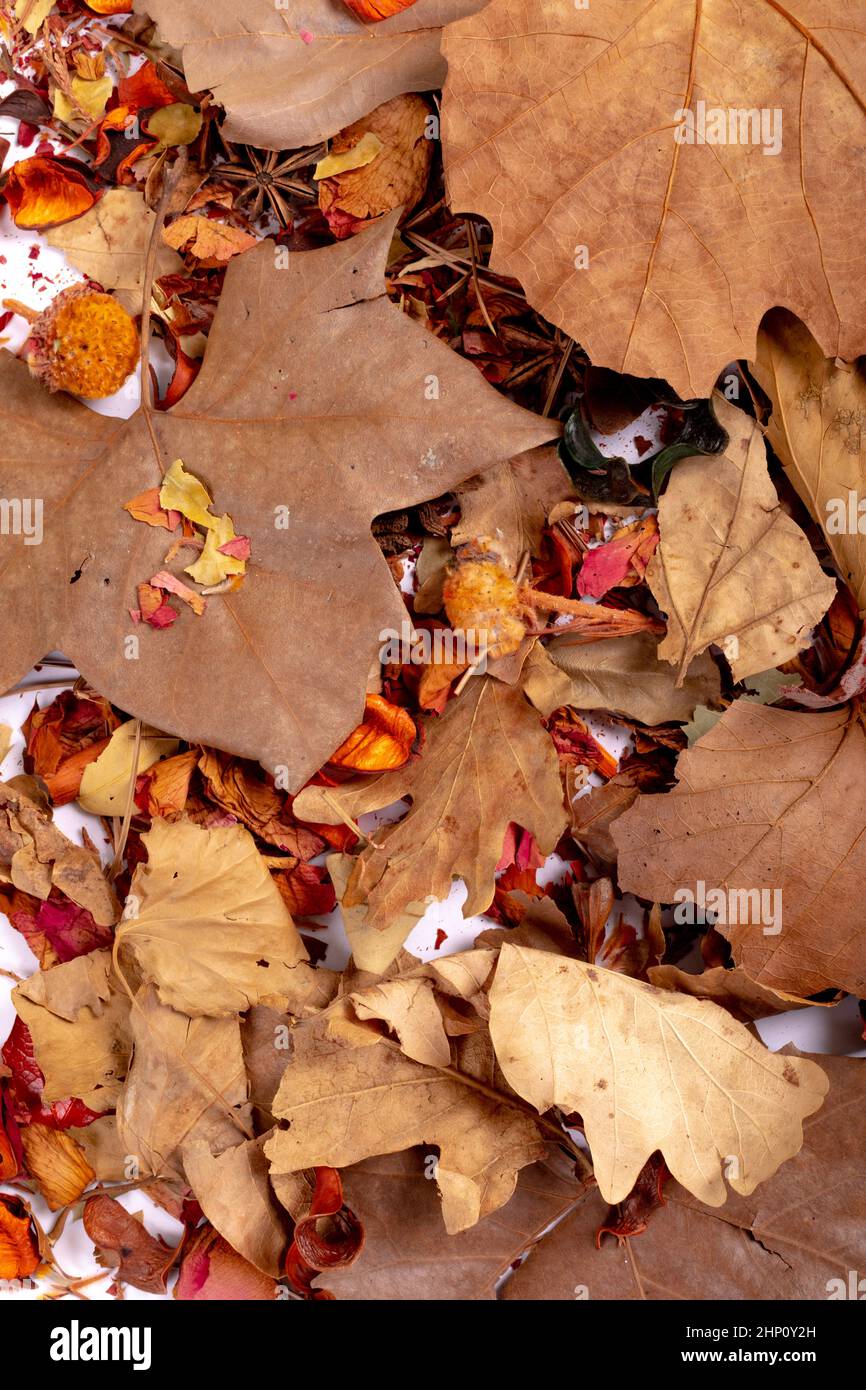 Composizione di decorazione di Halloween con foglie secche e semi su sfondo bianco Foto Stock