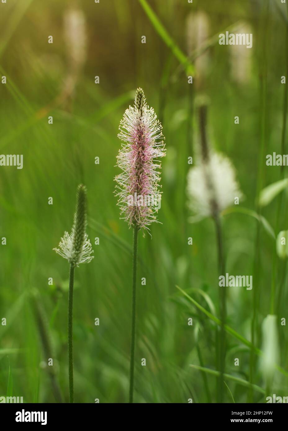 La profondità di campo di una foto, un solo fiore di ribwort piantaggine (agnello, lingua, planzago lanceolata) nel fuoco, con verde sfumato bokeh di fondo nel retro. Abstrac Foto Stock