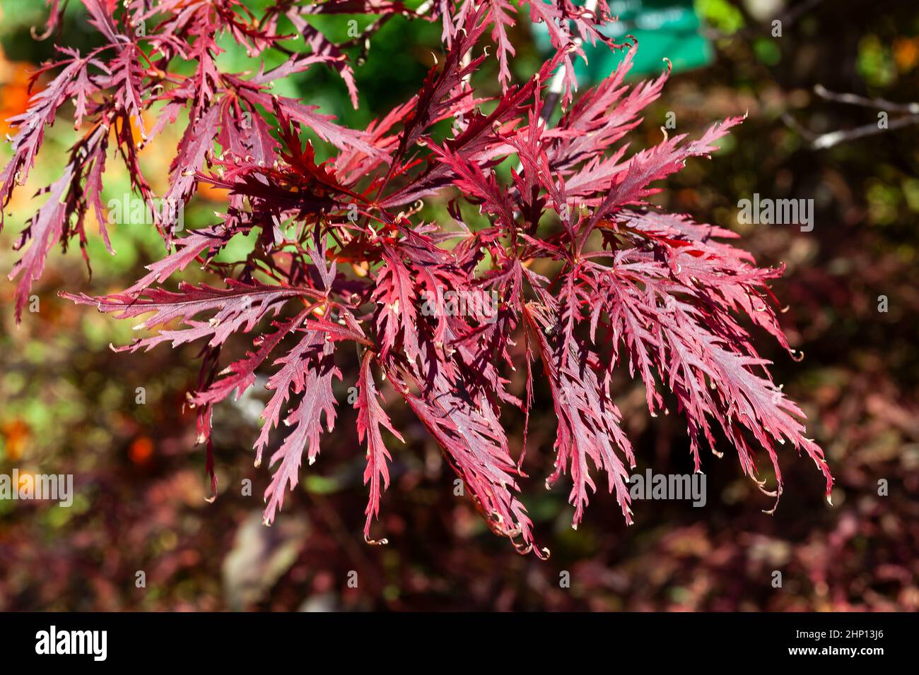 Acer palmatum var. Dissectum 'Garnett' una pianta decorativa decidua di arbusti del Giappone coltivata per il suo colore di foglia rosso caduta autunno e comunemente conosciuta come Japa Foto Stock