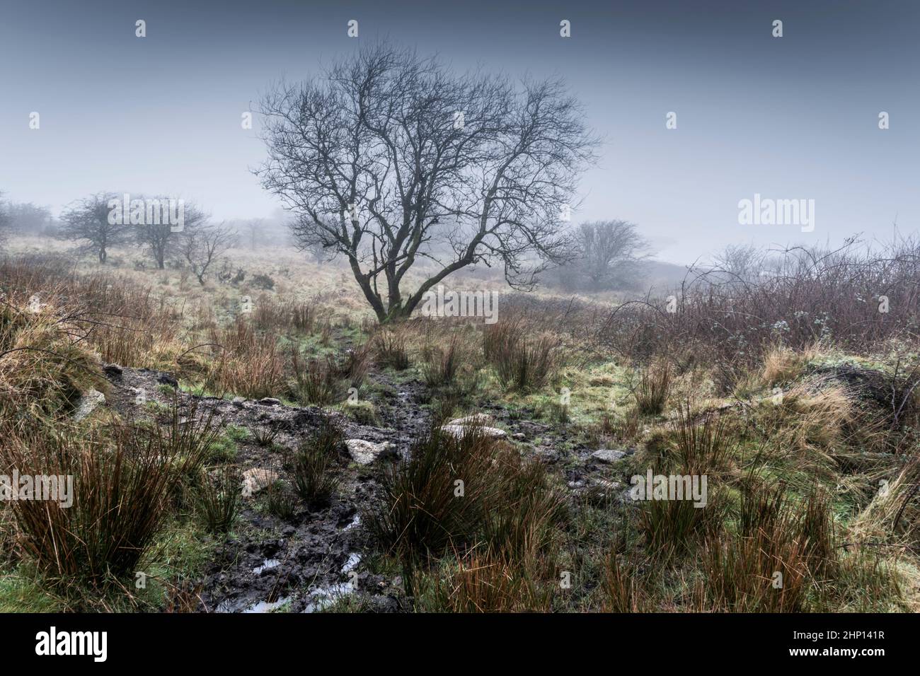 Un albero solone che cresce sul moscio e tetro Bodmin Moor in Cornovaglia. Foto Stock