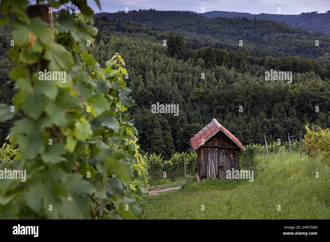 Rebhütte im Schwarzwald Foto Stock