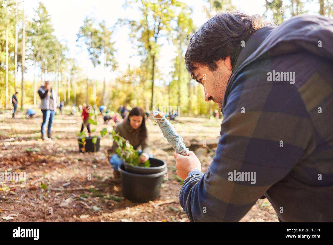 Forester allunga un cordone in preparazione per imboschimento con i volontari nella foresta Foto Stock