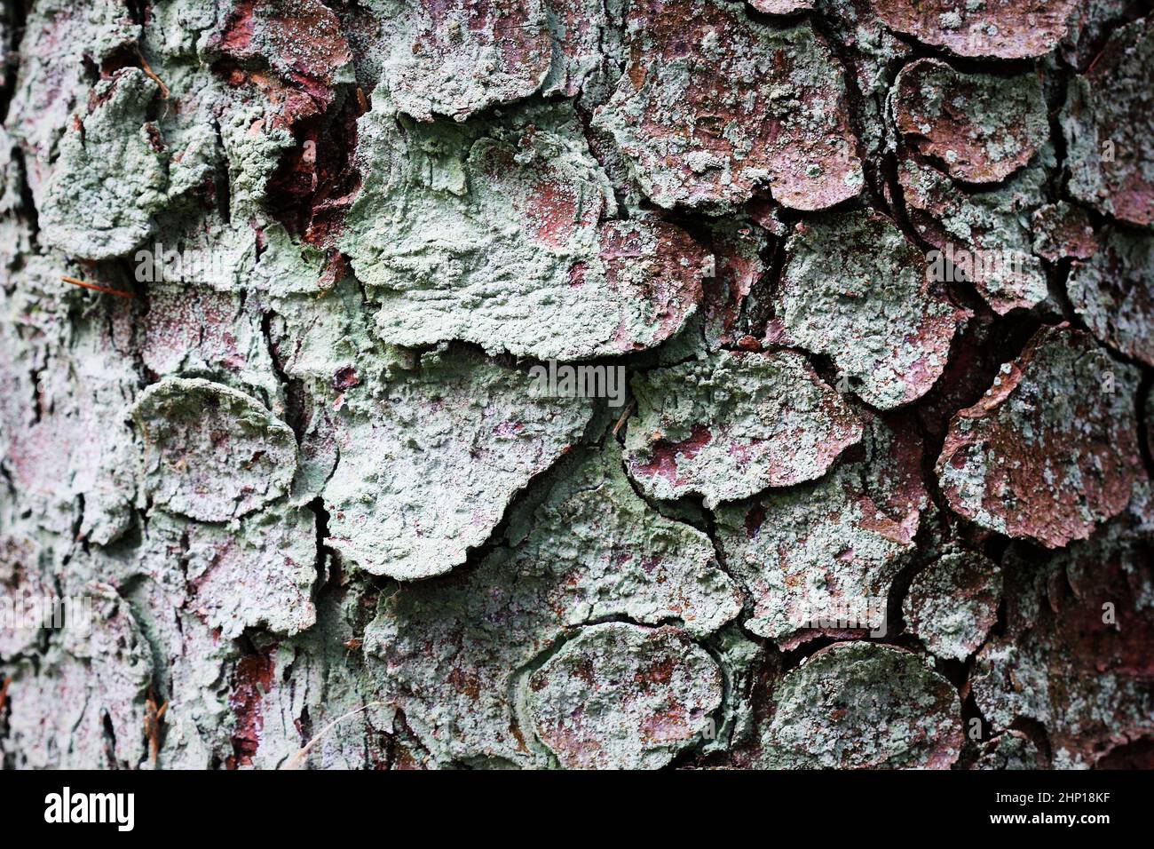 Pino corteccia e texture di sfondo, vista ravvicinata di naturale e biologica corteccia di pino pattern. Foto Stock