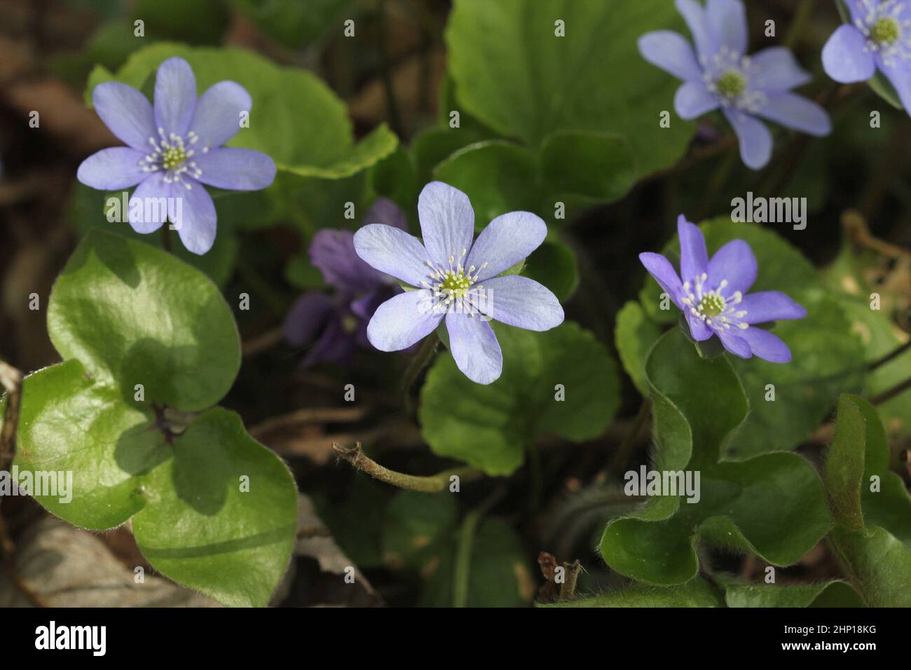 Hepatica nobilis - comune Hepatica, liverwort, kidneywort, pennywort, Anemone hepatica Foto Stock