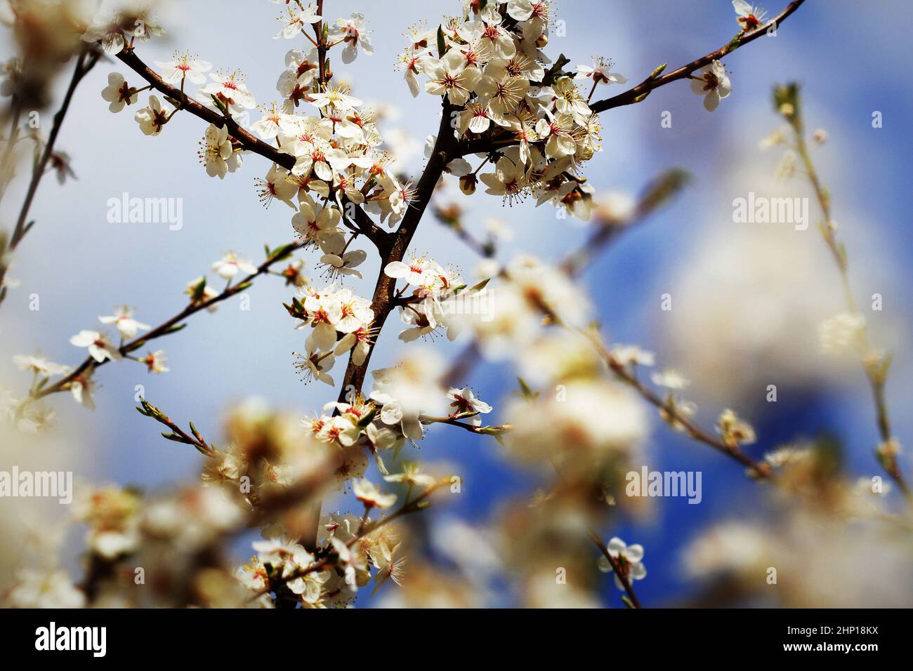 Bella fioritura plumy, sfondo naturale astratto, stagione primaverile, carta da parati floreale, piccoli fiori bianchi sul ramo dell'albero . Foto Stock