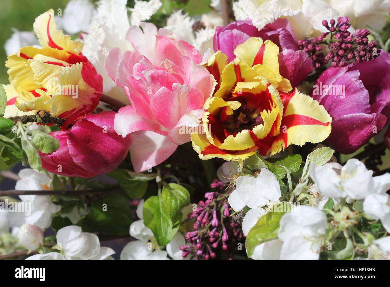 Bellissimi fiori primaverili. Bouqet di tulipani rosa, giallo, bianco Foto Stock