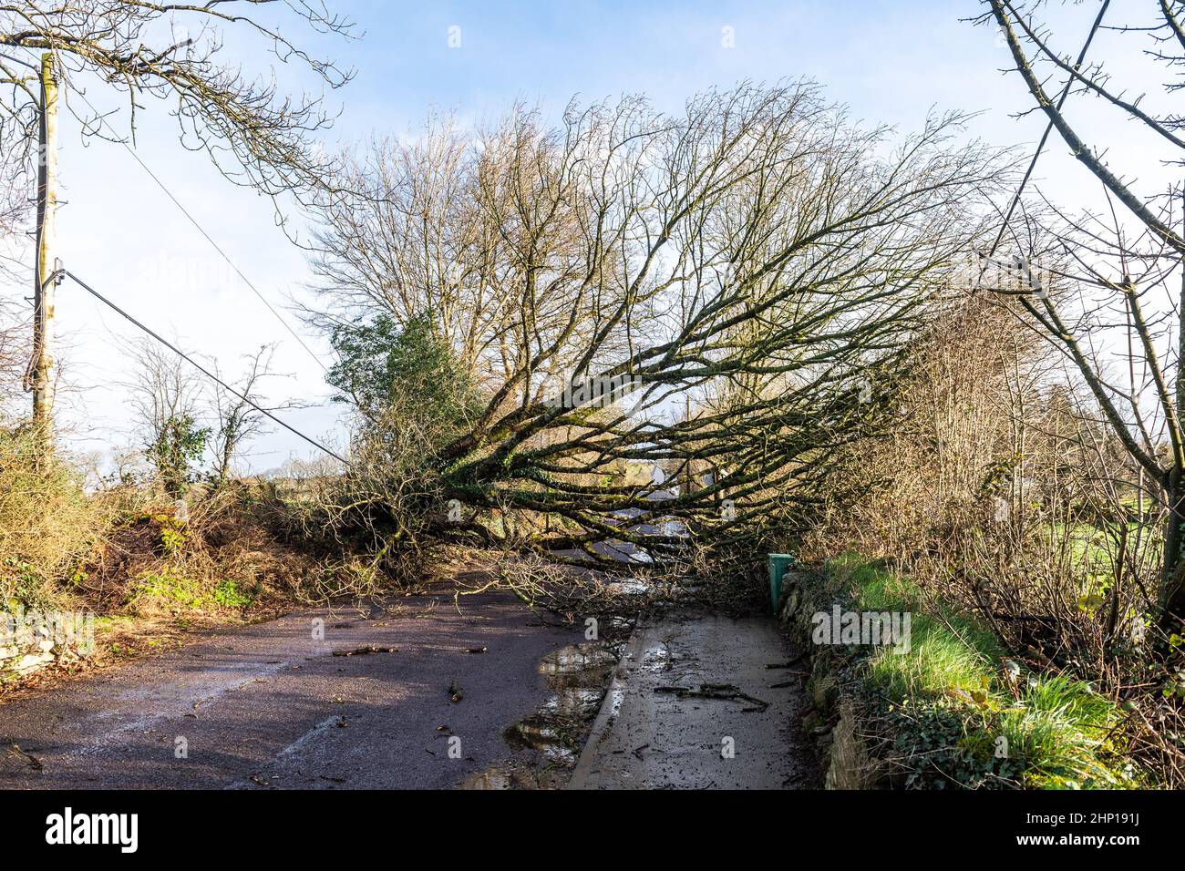 Dunmanway. Cork Occidentale, Irlanda. 18th Feb 2022. Un albero è caduto giù vicino al Dunmanway Hospital durante Storm Eunice oggi., bloccando completamente la strada. L'ESB è arrivata sulla scena per affrontare i cavi elettrici caduti. Credit: AG News/Alamy Live News Foto Stock