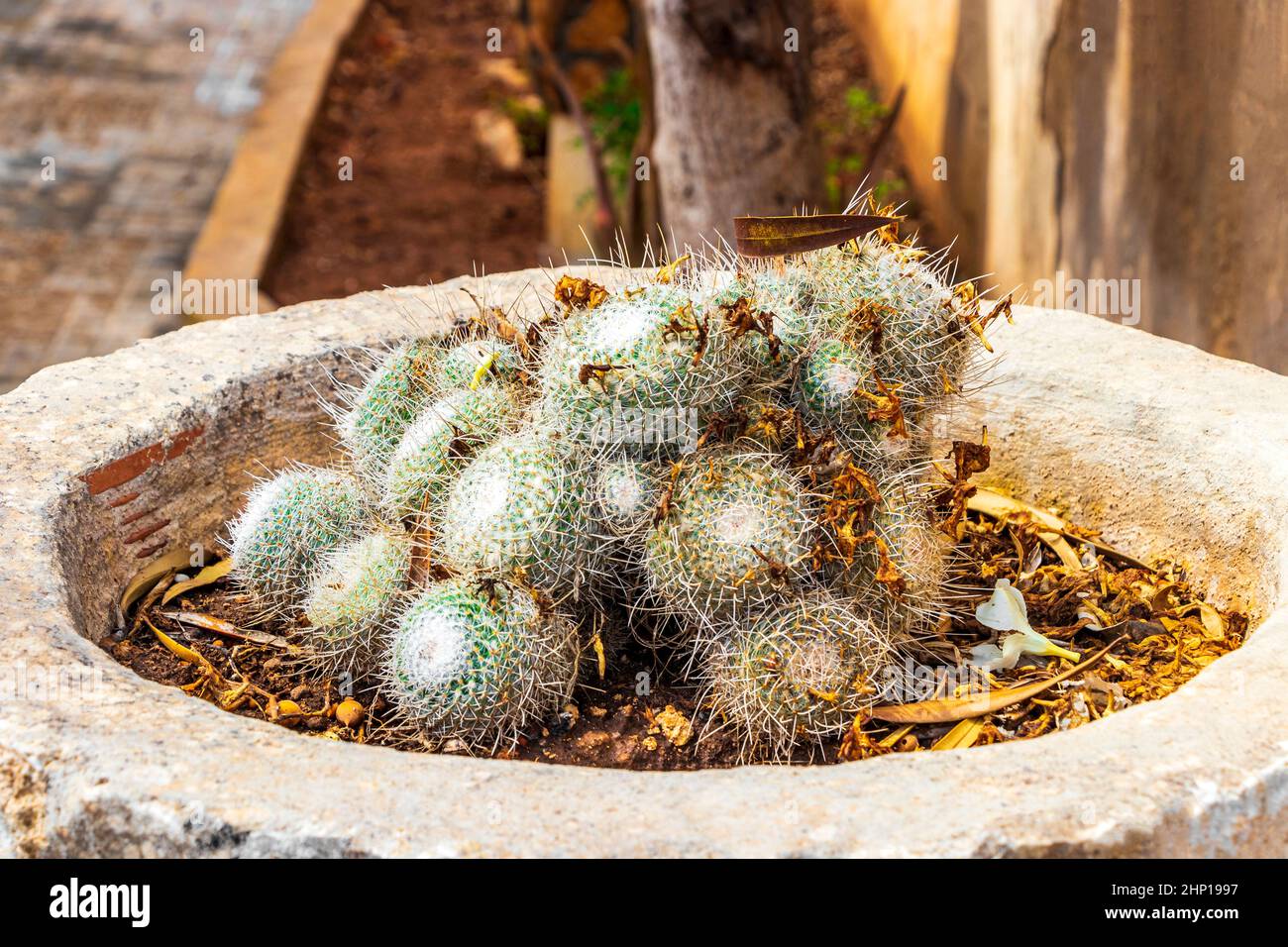 Diversi tipi di cactus e belle piante verdi a Maiorca in Spagna. Foto Stock