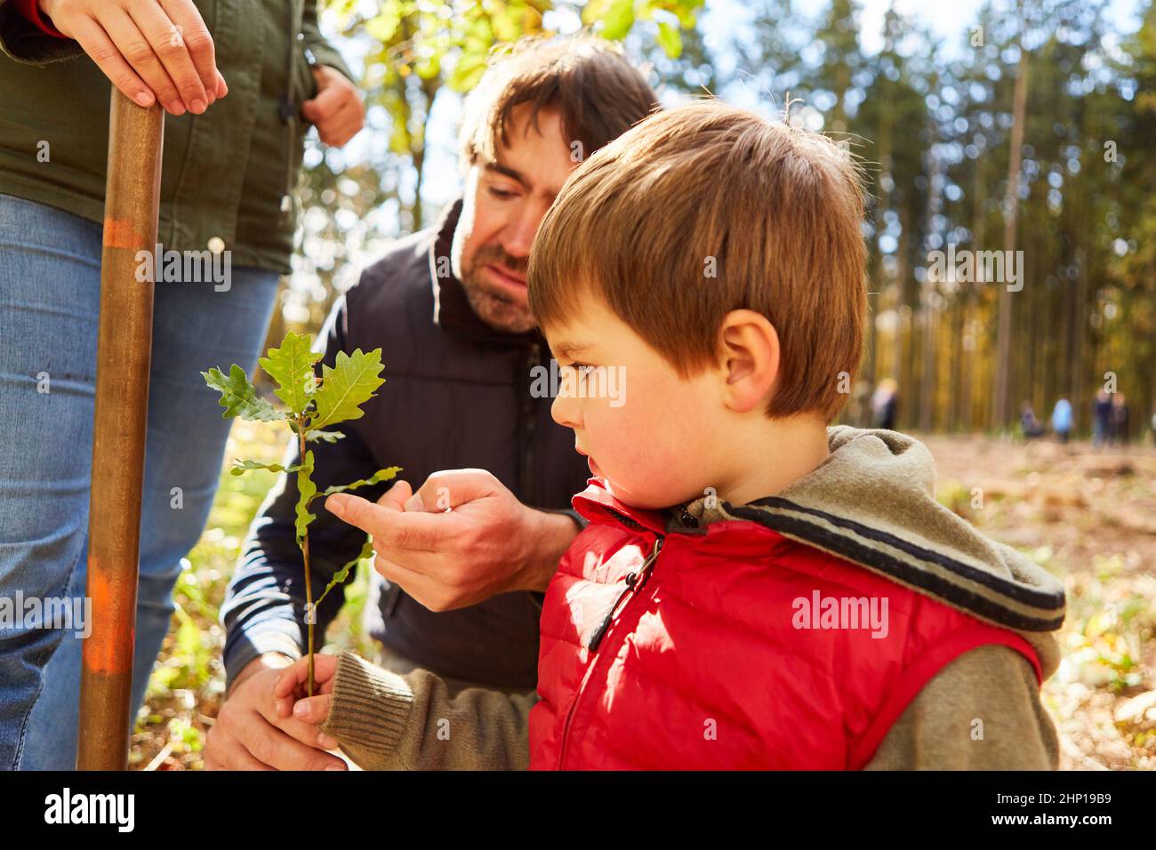 Durante un tour guidato della foresta, Förster mostra le foglie di un albero di quercia al centro di cura del giorno tipo come educazione alla natura Foto Stock