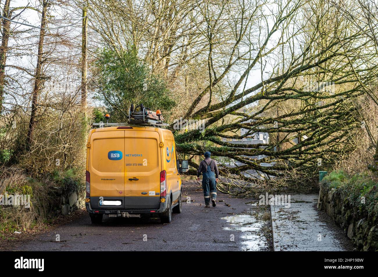 Dunmanway. Cork Occidentale, Irlanda. 18th Feb 2022. Un albero è caduto giù vicino al Dunmanway Hospital durante Storm Eunice oggi., bloccando completamente la strada. L'ESB è arrivata sulla scena per affrontare i cavi elettrici caduti. Credit: AG News/Alamy Live News Foto Stock