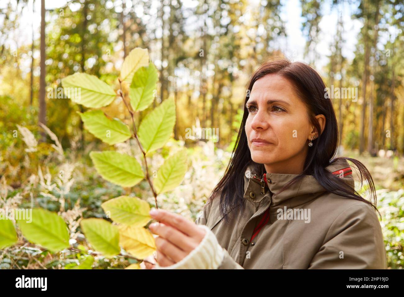 Donna che guarda le foglie identificando alberi per un rimboschimento sostenibile nella foresta Foto Stock
